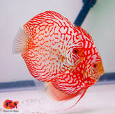 Checkerboard Pigeon Discus Fish Size 3.5"-4"